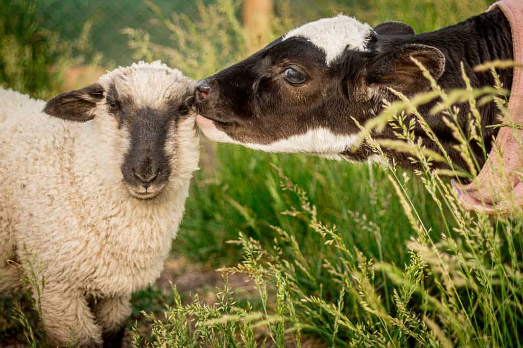 mouton vache animaux weanimalsmedia